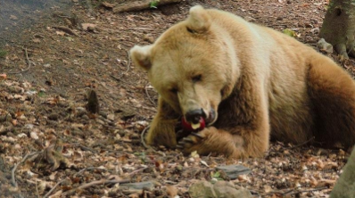 The city of dancing bears Belitsa