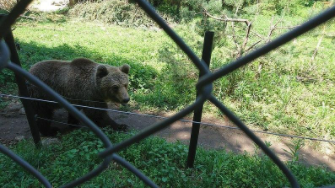 The city of dancing bears Belitsa