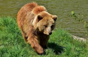 The city of dancing bears Belitsa