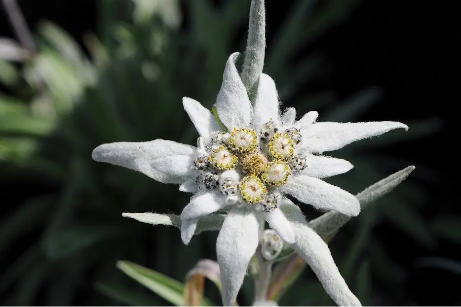 Path to the kingdom of edelweiss