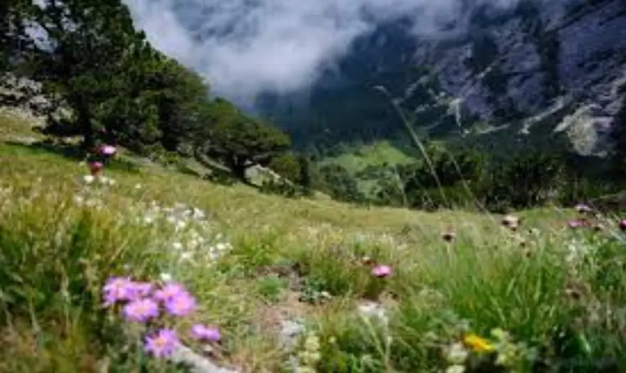 Path to the kingdom of edelweiss